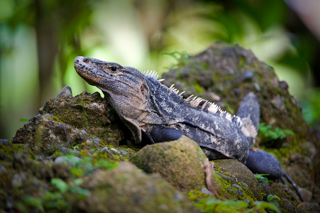 ECOSISTEMAS DE COSTA RICA PARQUE NACIONAL MANUEL ANTONIO