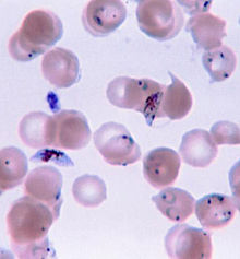 HISTORIA NATURAL PALUDISMO historia natural paludismo: