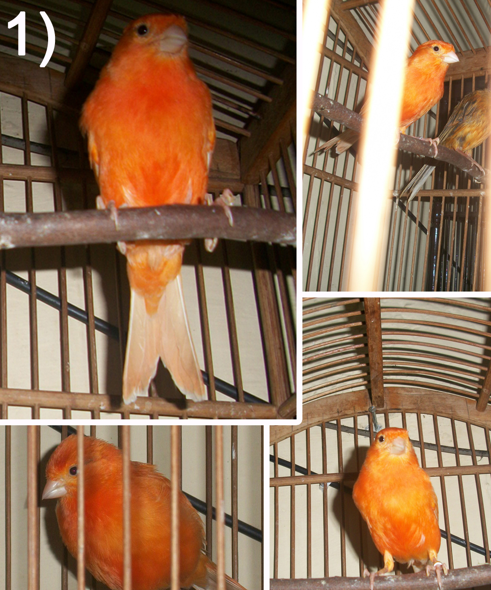 Jual Beli Kenari Bandung Beberapa Koleksi Burung Kenari Kami