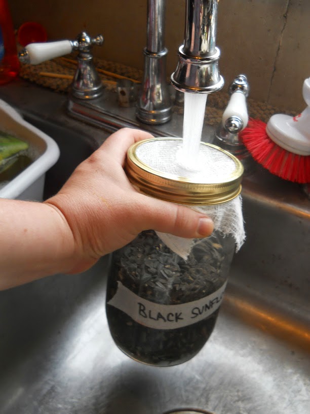 sprouting black sunflower seeds for chickens alisha s homesteading growing black sunflower seed sprouts for chickens sprouting black sunflower seeds for chickens alisha s homesteading growing black sunflower seed sprouts for chickens