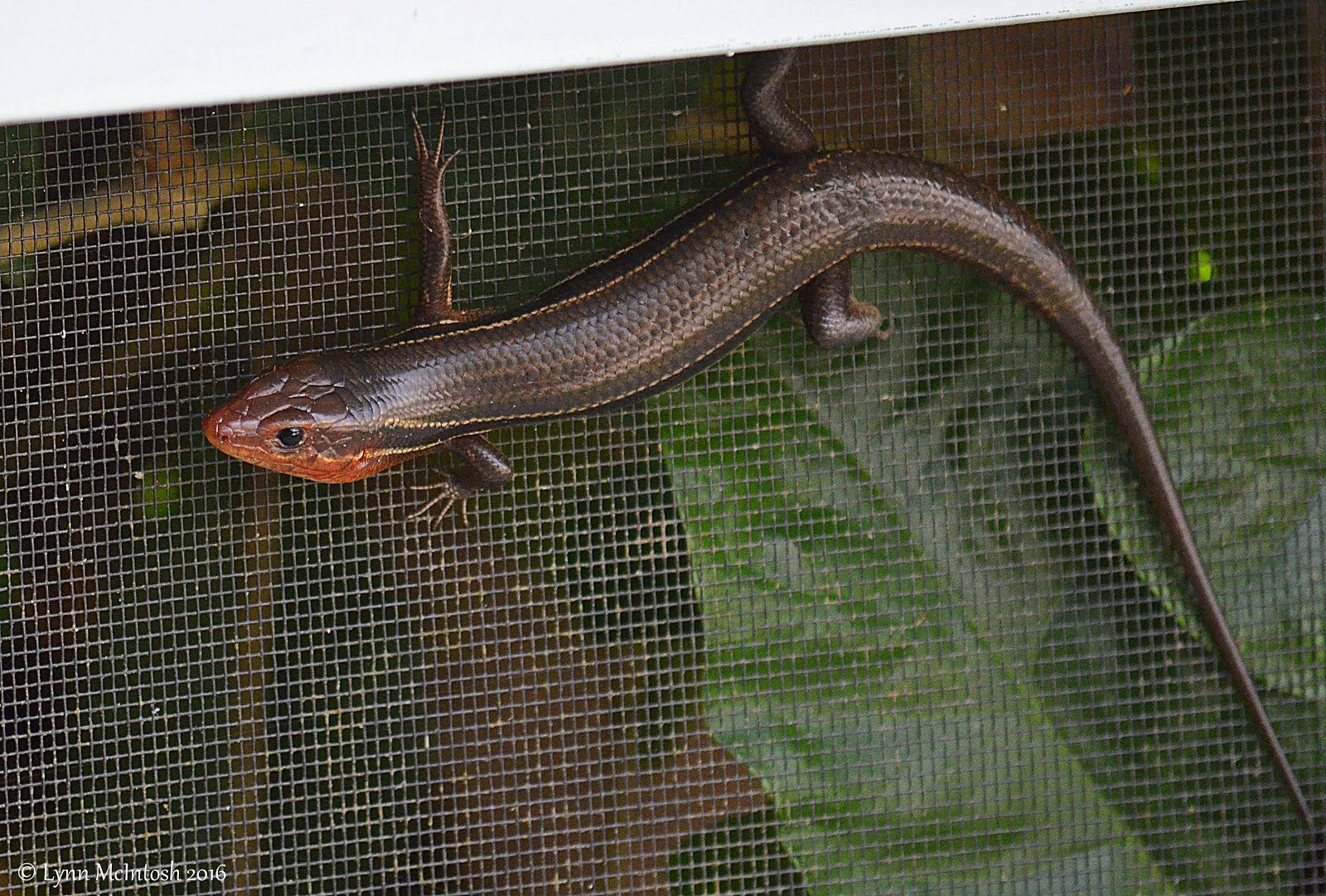 Five Lined Skink