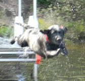 Dixie doing a little dock diving!