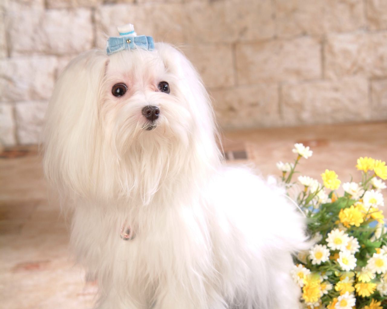 dogs as pets pets maltese picture pets dogs as pets pets maltese picture pets