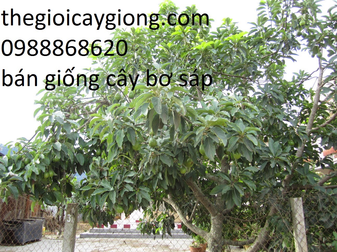 Giống cây bơ sáp