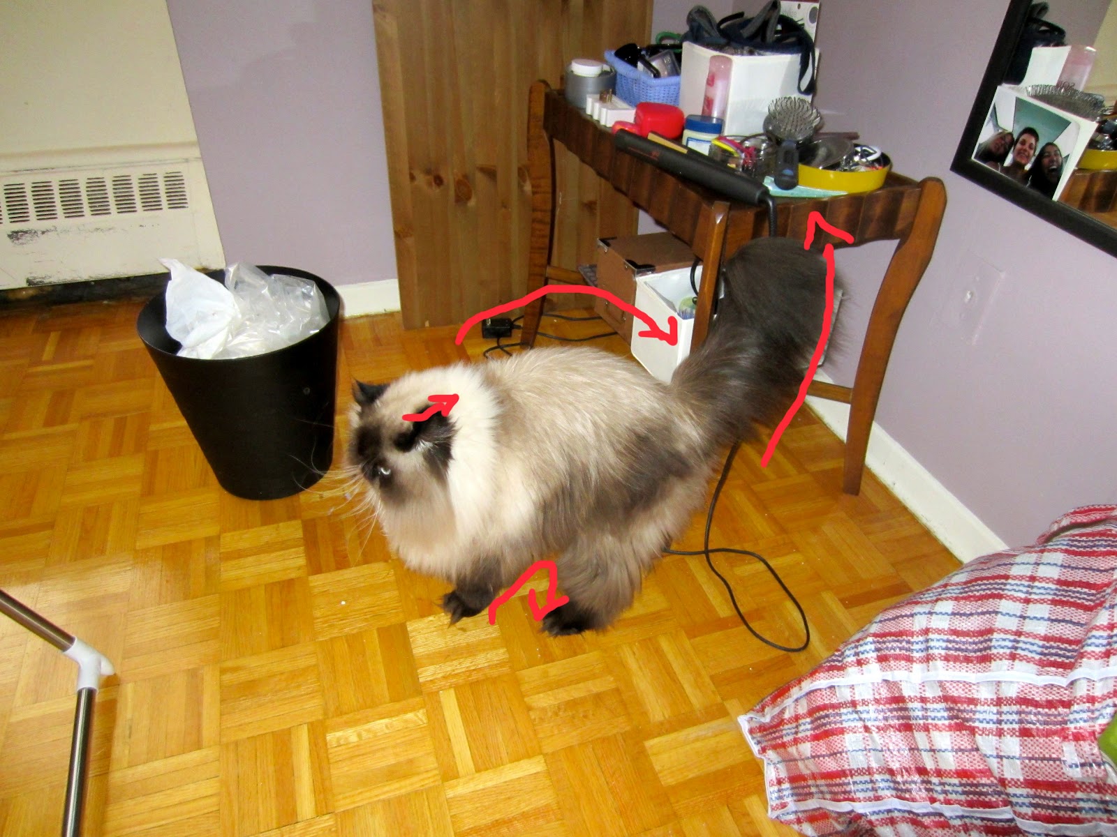 Kitten the Cat: Please Stop Biting Me; It Really Hurts