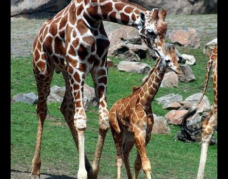 Animals Unique: Giraffe