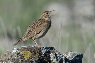 Alondra ricoti, Alondra de Dupont, Chersophilus duponti, Dupont's Lark 