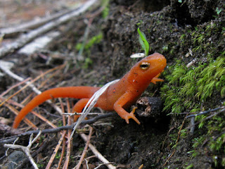 Birding North Central Massachusetts.....: Recent Yard Birds