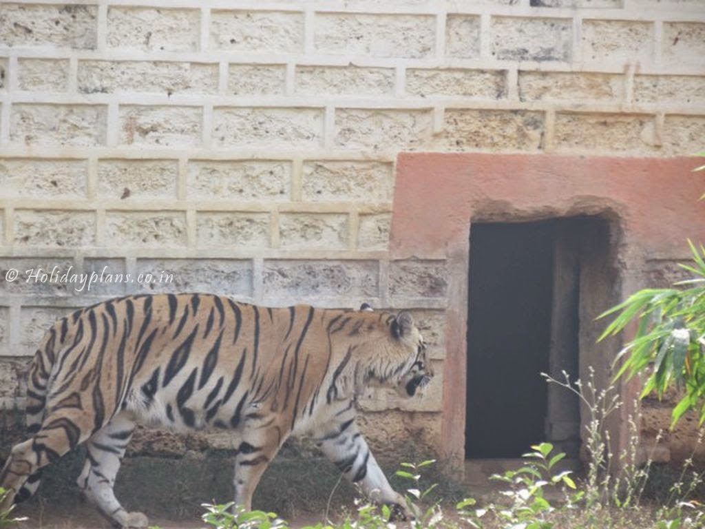 The Royal Bengal Tiger The Royal Bengal Tiger