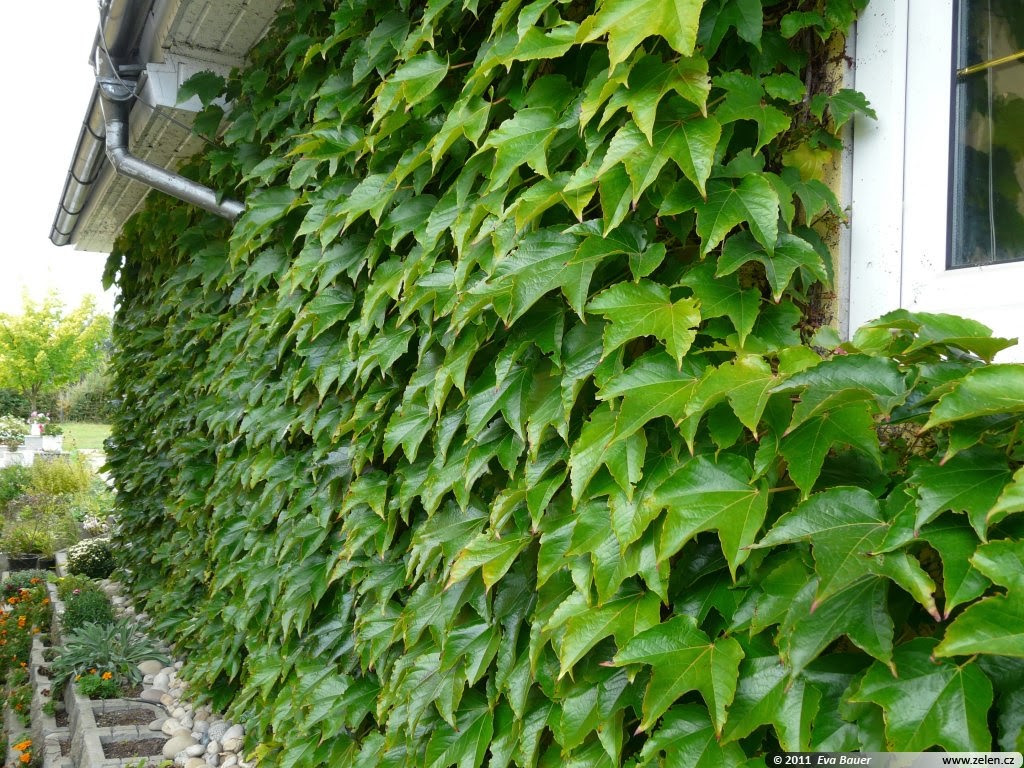 BAYINDIRÇİÇEKDİYARI Amerikan Sarmaşığı (Ampelopsis Veitchii) Sarılıcı