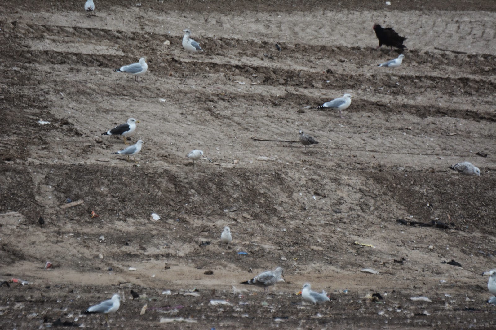 Mary Birds Lesser Blackbacked Gulls, Brownsville Sanitary Landfill, Brownsville CBC