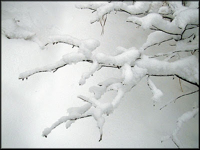 Snowy tree branches