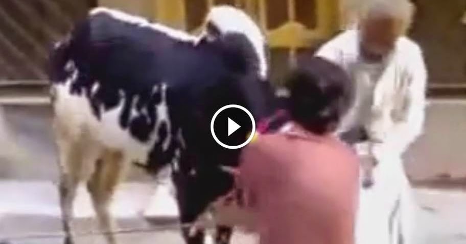good tricks for dangerous cow qurbani on eid qurban 2014 cow mandi
