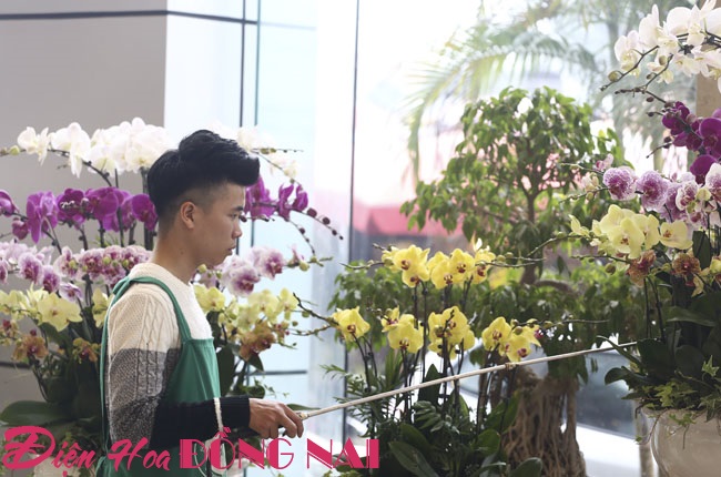 [Image: Hoa-lan-nhap-ngoai-gia-tram-trieu-van-dat-khach-10.jpg]