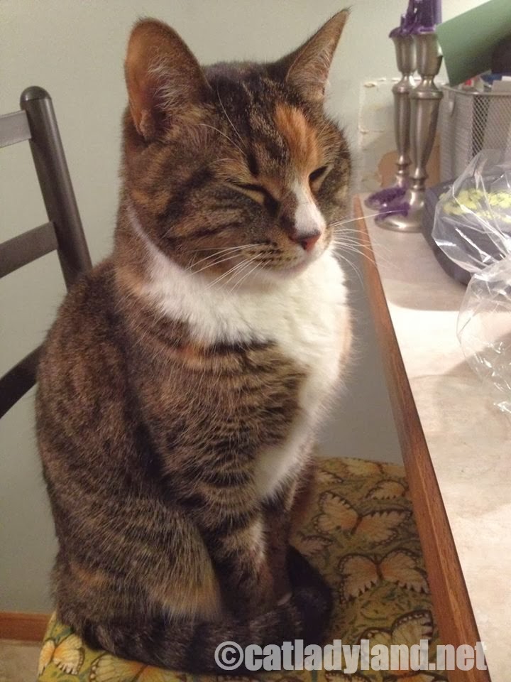 Catladyland Cats are Funny SleepStanding Cats are the Best