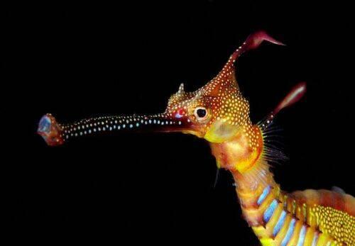 dragon de mar