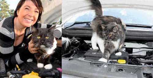 Car Is Locked How Did Cat Get In Car Is Locked How Did Cat Get In