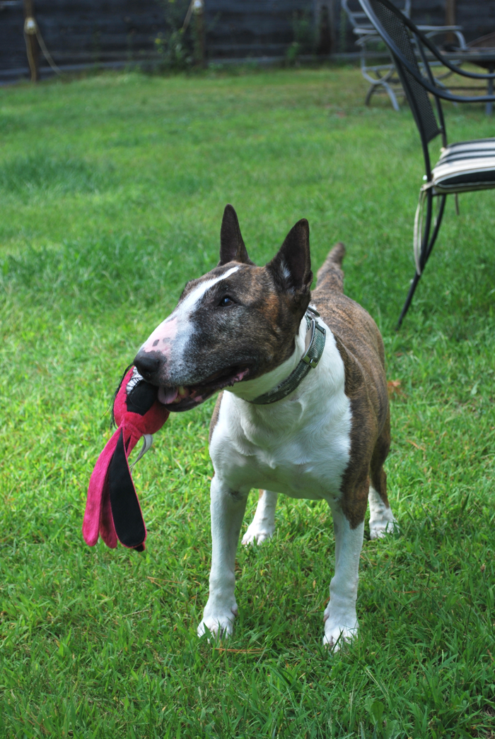 Bull Terrier