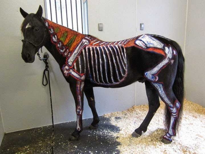 Deformutilation Painted Horse Skeletons