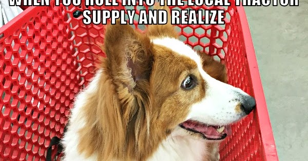 Devoted Dog Food Salmon Devoted Dog Food Salmon