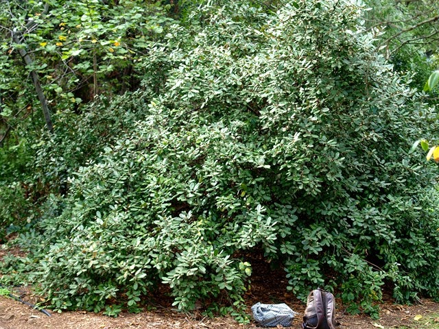 Video Patrick Mioulane Tout Savoir Pour Bien Tailler Une Haie