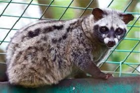 Gubuk Cerita Musang Luwak Dan Habitatnya