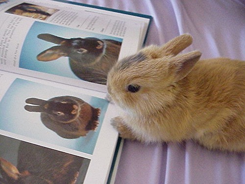 cute_bunny_iarreading-2.jpg