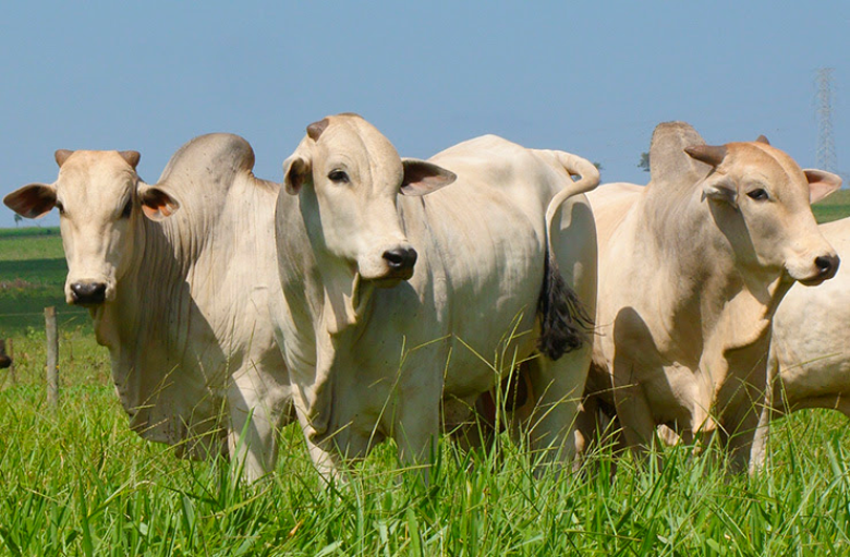 Preço do boi gordo atinge R$ 135/@ em MS, com queda de 1% frente 2015