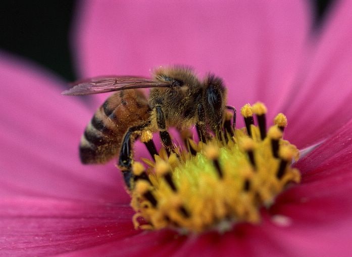 World Flowers Flowers and Insects
