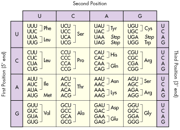 dna sequence chart