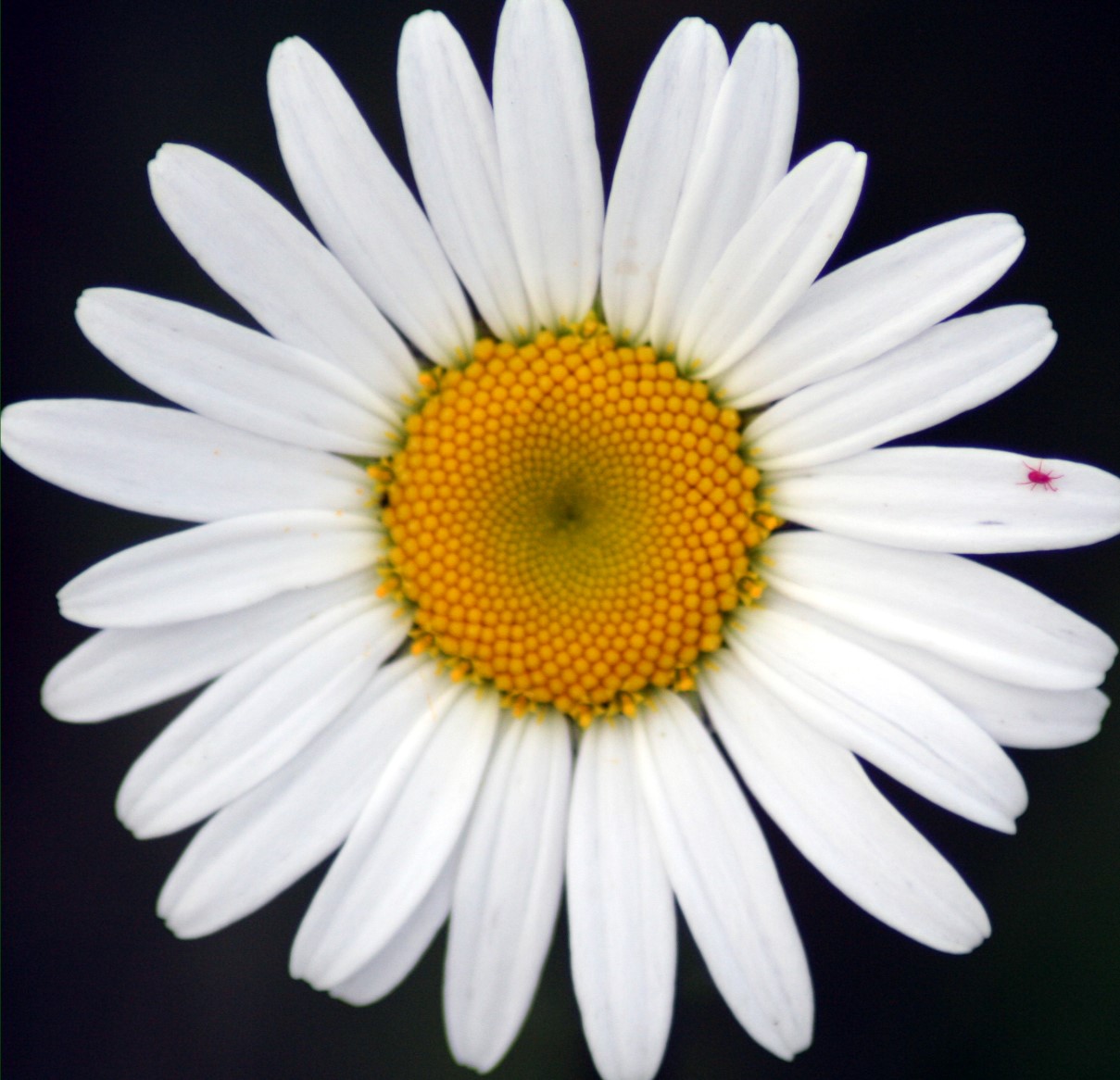 Daisy Flower Daisy Flower