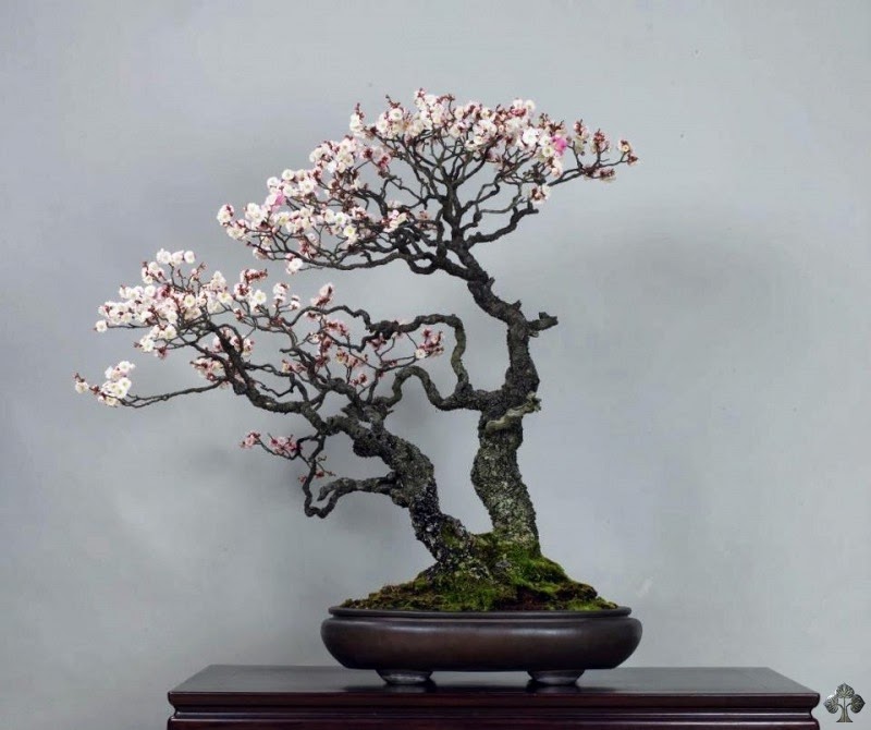 Flower Homes Bonsai Flowering