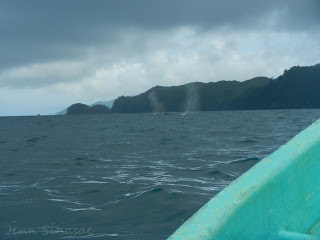 Humpback Whales Humpback Whales