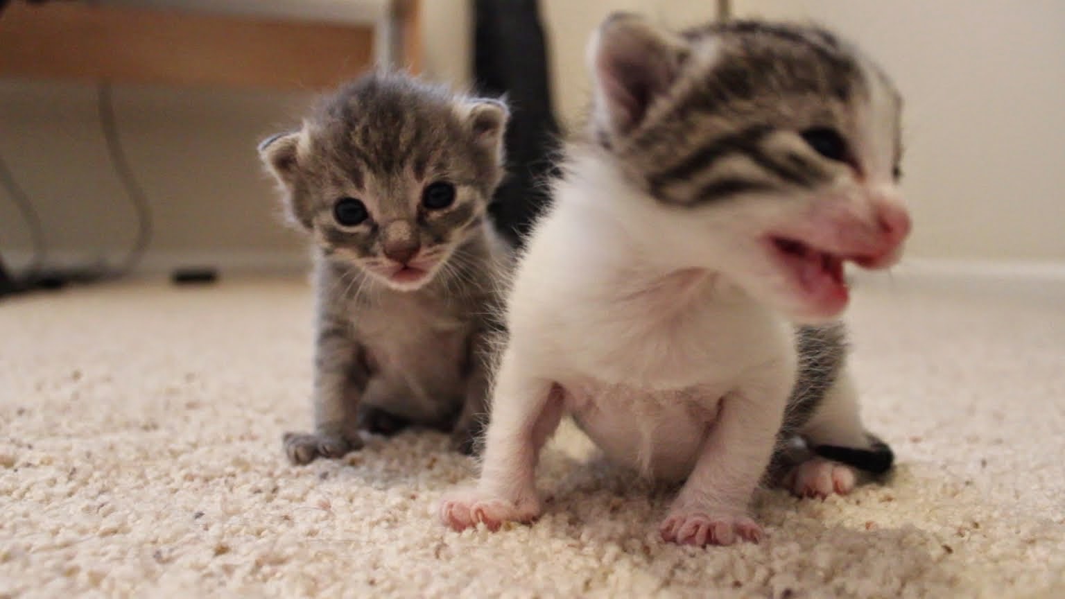 Paws, Claws, Fins & Wings A Blog for Animal Lovers Paws, Claws, Fins & Wings A Blog for Animal Lovers