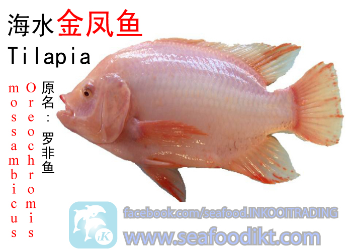 Steamboat Home Delivery Services Malaysia Tilapia Fish