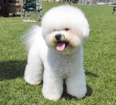 bichon frise panda cut