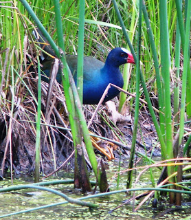 Spring Wind Charlotte Charlotte
