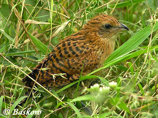 Download Burung But But Anakan Pictures