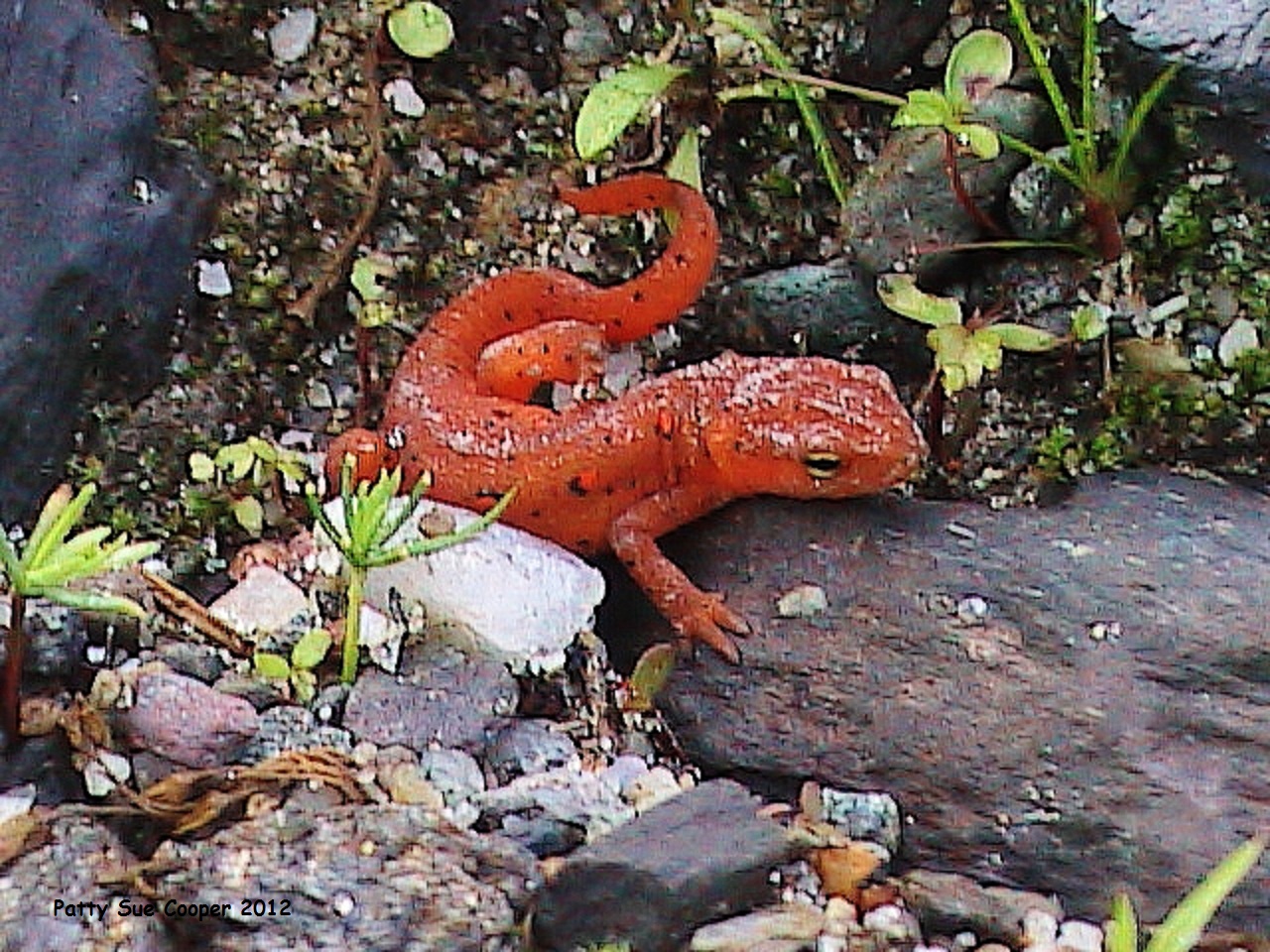 Salamander Fairy Tail