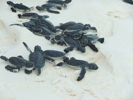 tortuguitas verdes (Chelonia mydas) Cayo Largo.Cuba