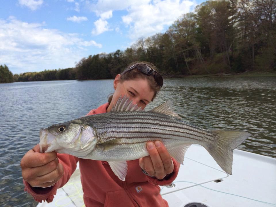 Maine Striper Fishing Reports Maine Striper Fishing 2014 Water Temp