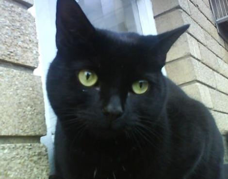 Black And White Burmese Cat Black And White Burmese Cat