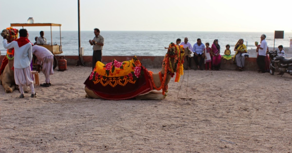 Camel In Gujarat