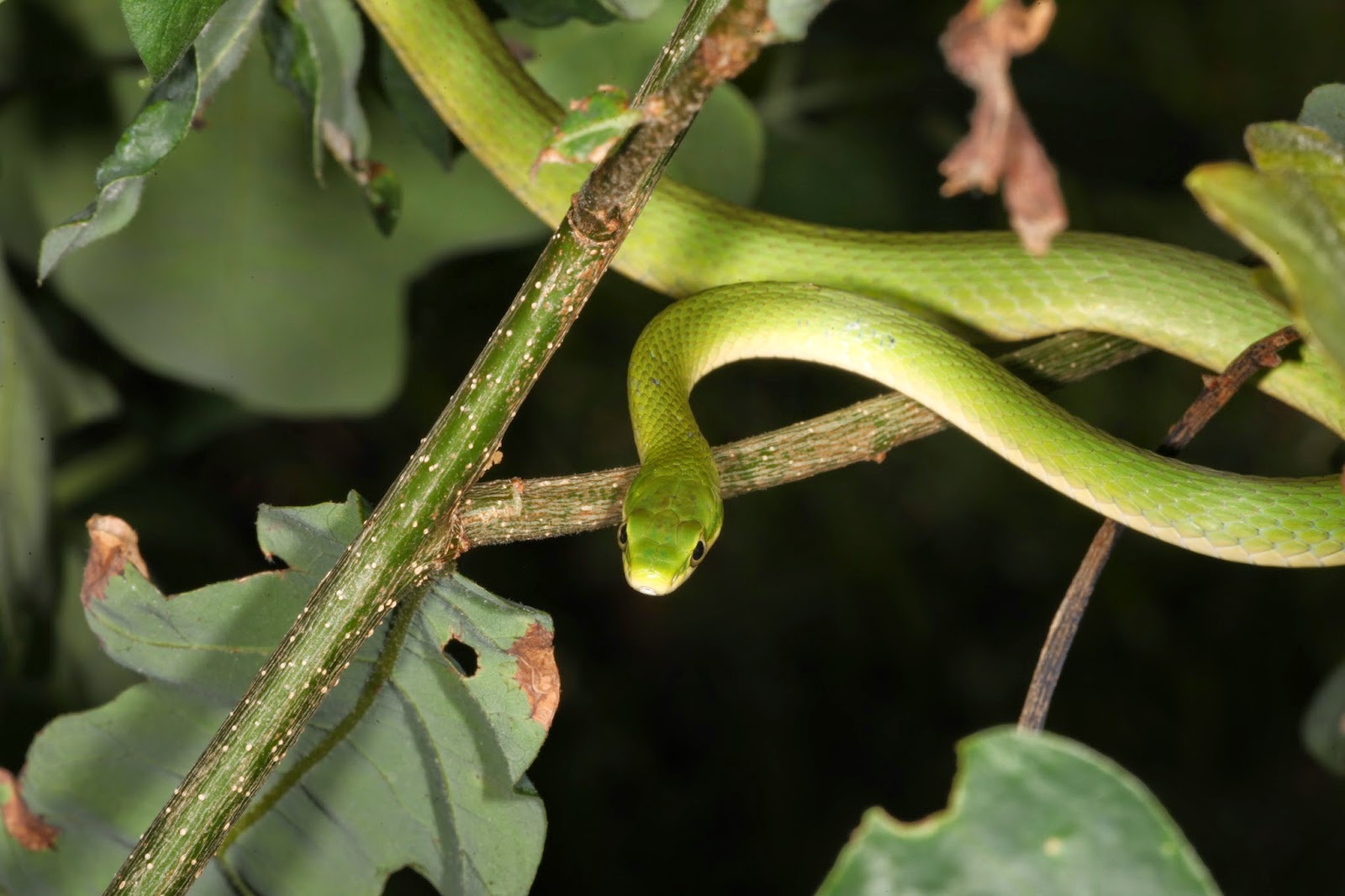 JaredDavidsonPhotography Rough Green Snake photographs