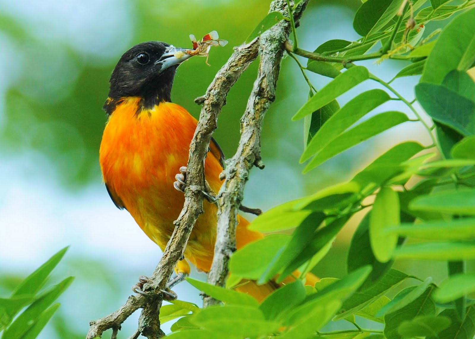 Baltimore Oriole