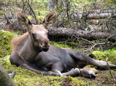 A youngling Moose (Alces alces), nearly trampled by myopic forager.