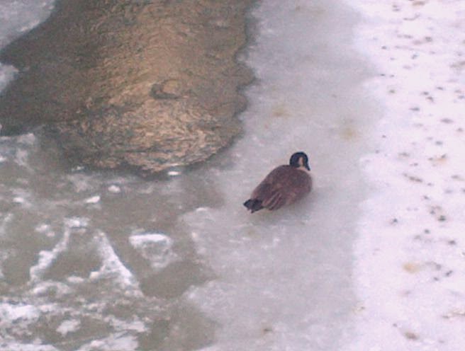 Achetez 500 mg Augmentin En Ligne