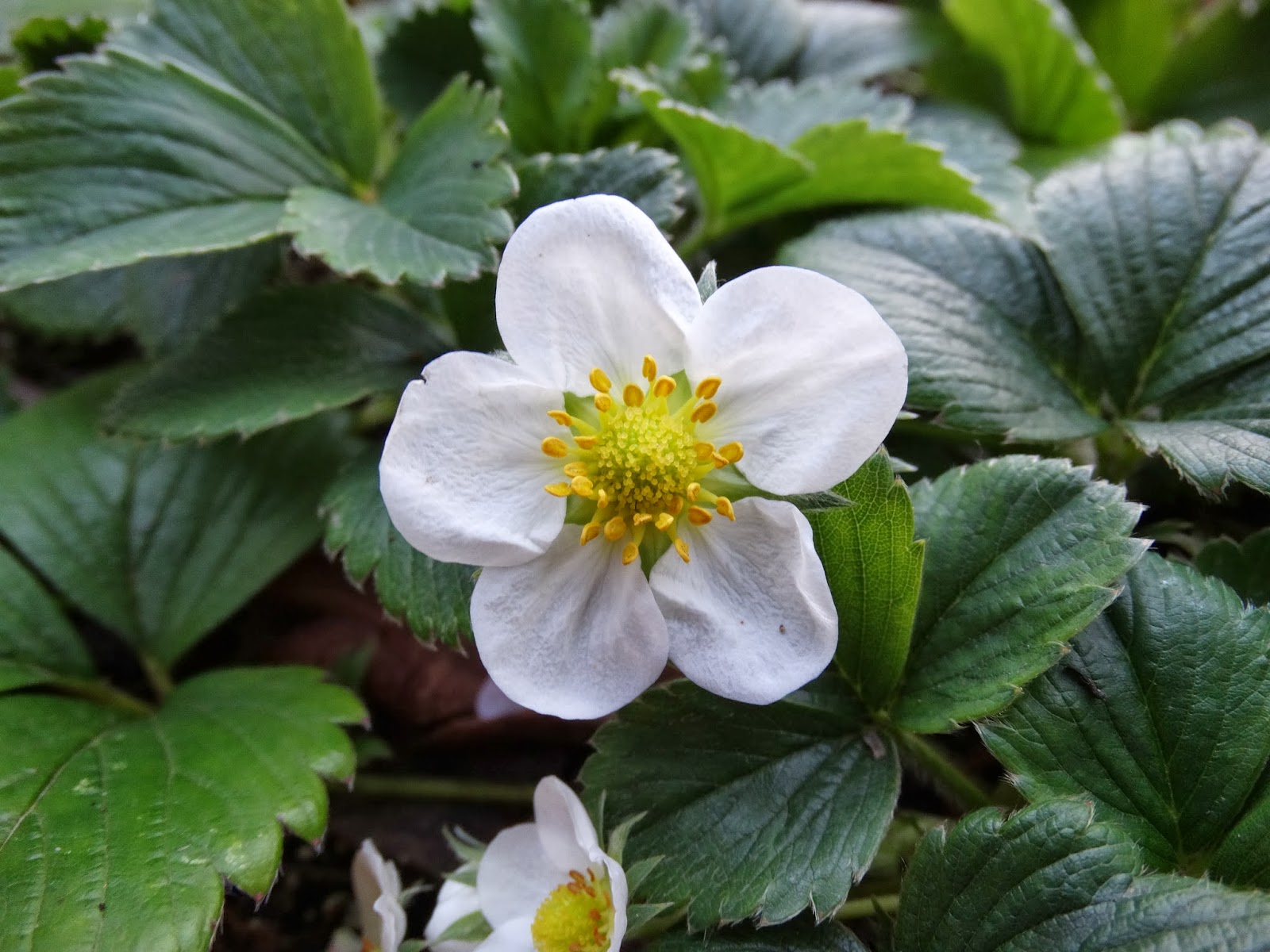 MATAS DE FRESAS EN FLOR