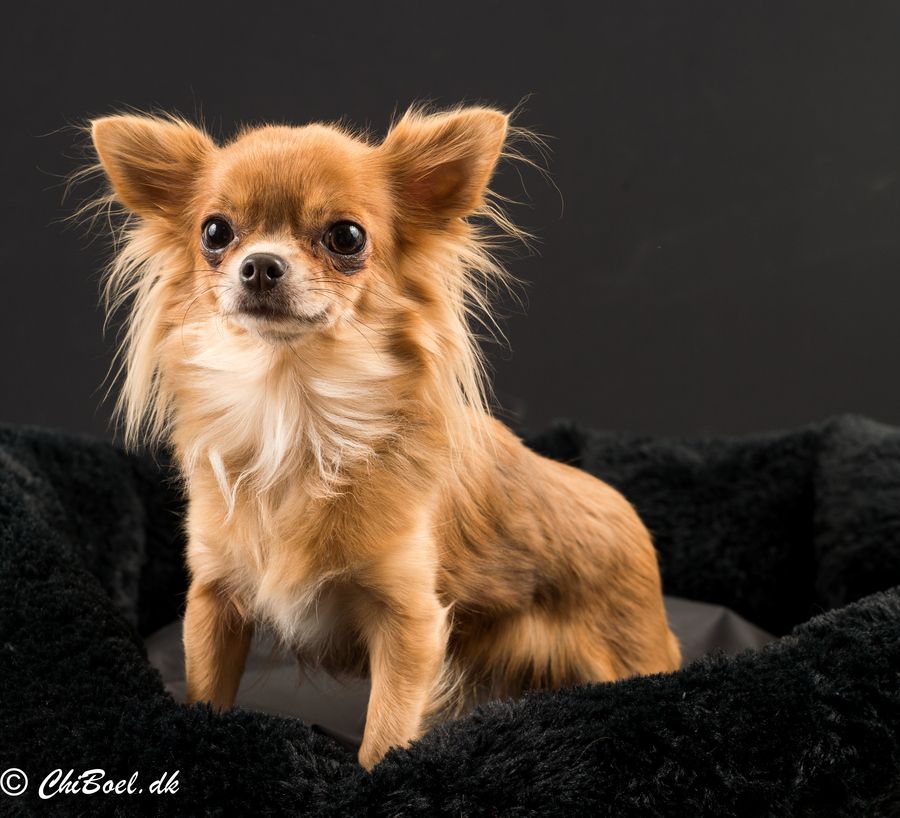 The Cutest Chihuahua Puppies Ever - Best Photography, Art, Landscapes