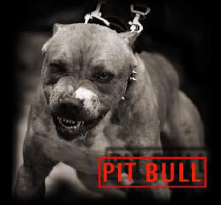 Pitbull Bad Image